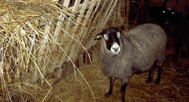 Jak správně krmit své ovečky?